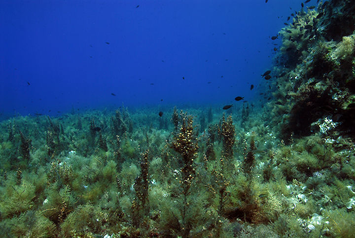 Sargassum spp.