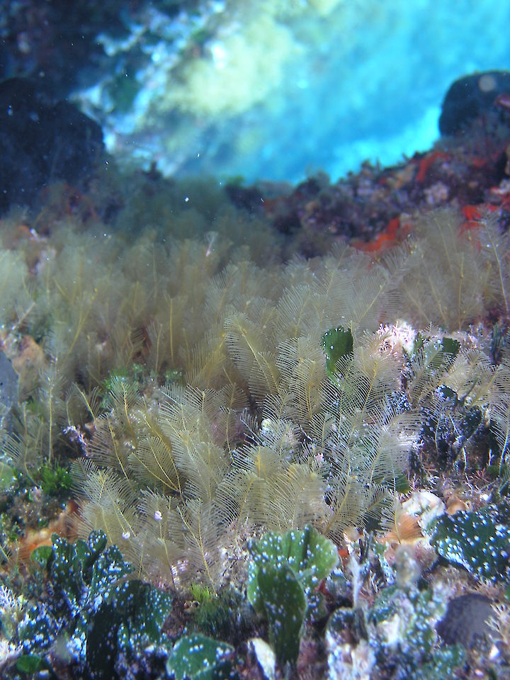 Aglaophenia spp.