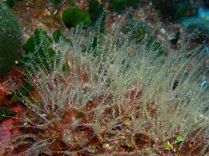 Antenella spp.