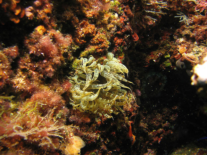 Aiptasia mutabilis