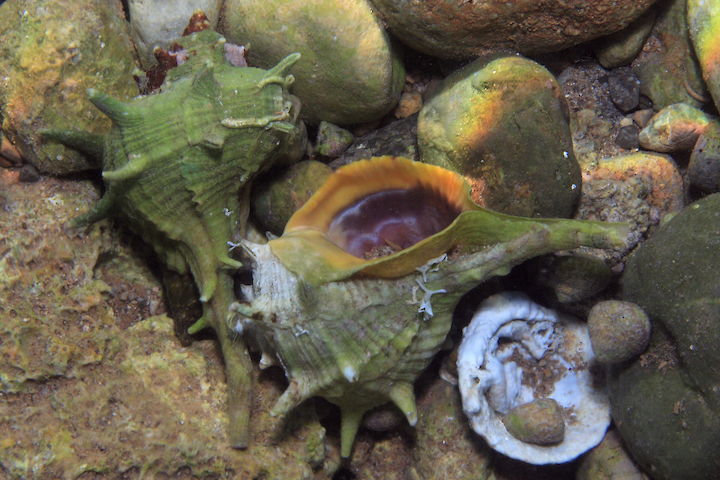 Bolinus brandaris