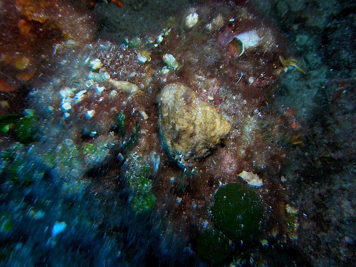 Bolma rugosa