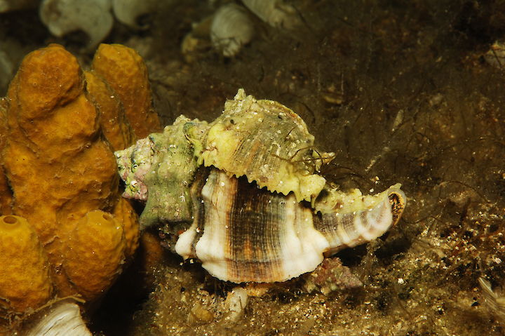 Hexaplex trunculus