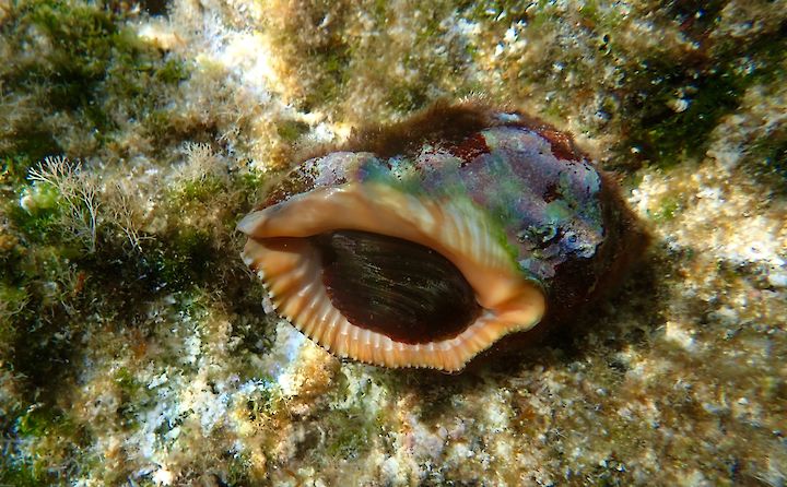 Stramonita haemastoma