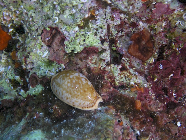 Zonaria pyrum