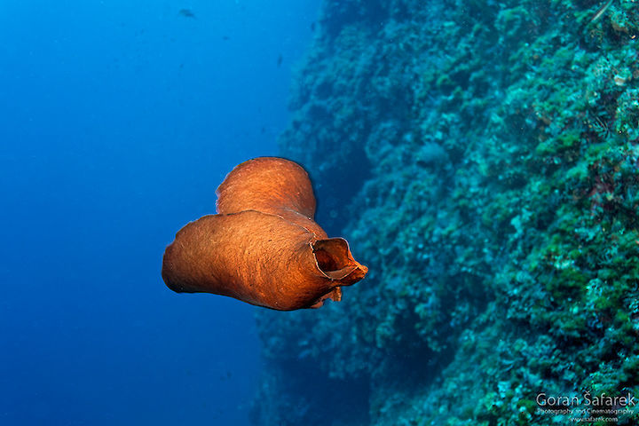 Aplysia spp.
