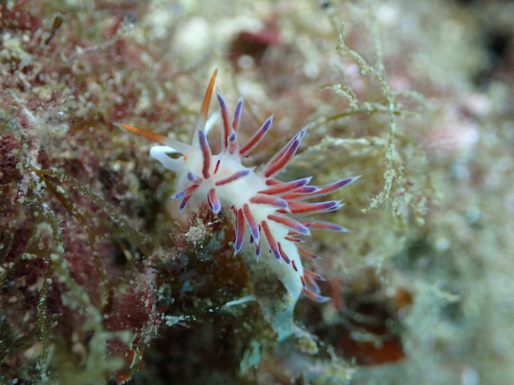 Cratena peregrina