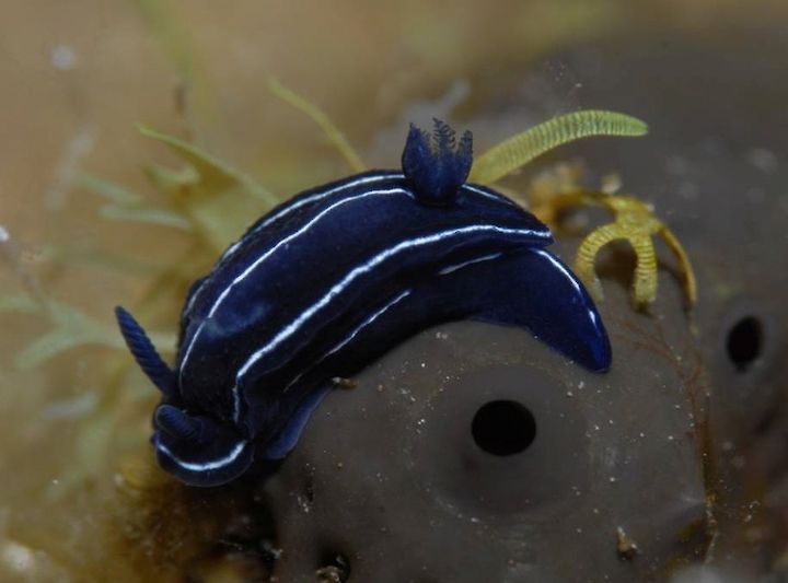 Felimare spp.
