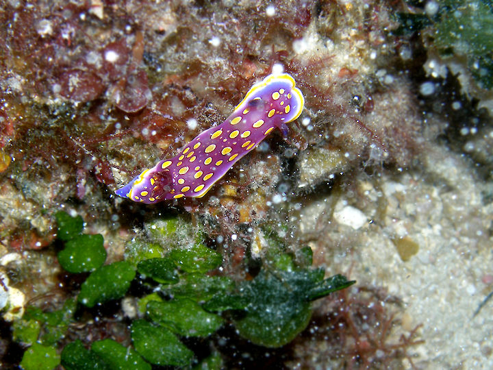 Felimida luteorosea
