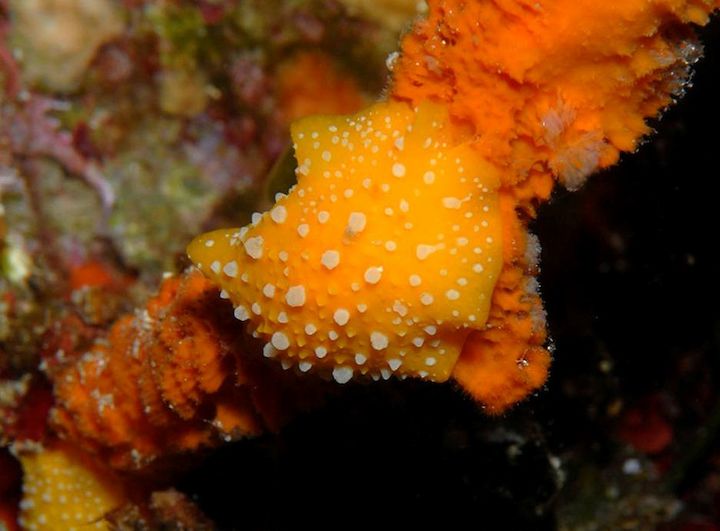 Phyllidia flava
