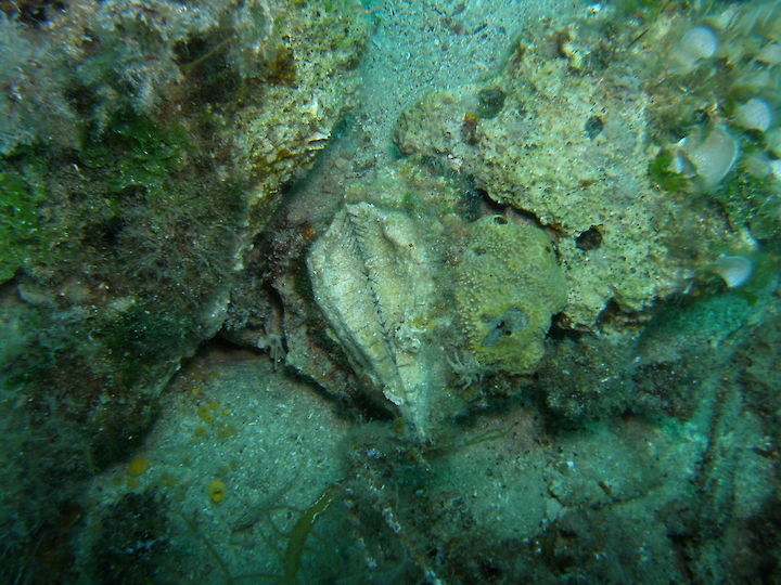 Arca noae
