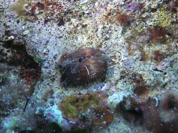 Barbatia barbata
