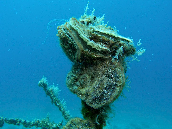 Ostrea spp.