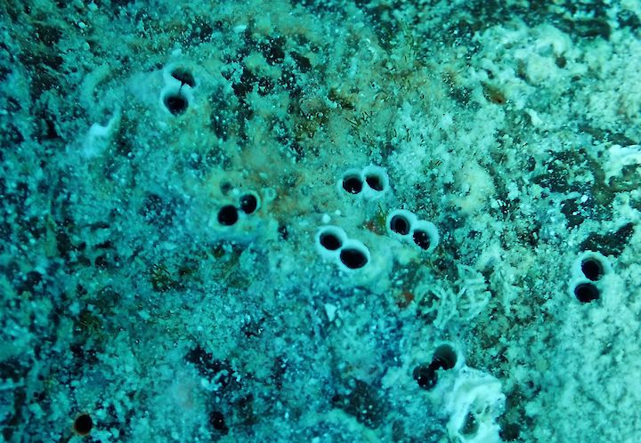 Rocellaria dubia