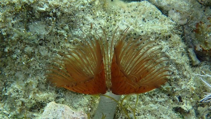 Bispira volutacornis