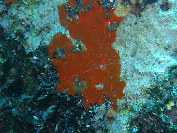 Eupolymnia nebulosa