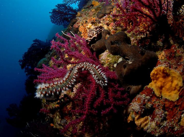 Hermodice carunculata