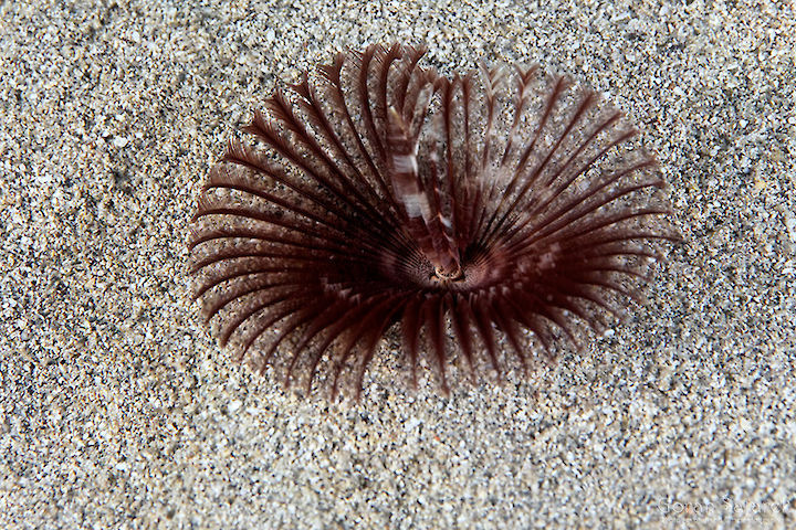 Myxicola infundibulum