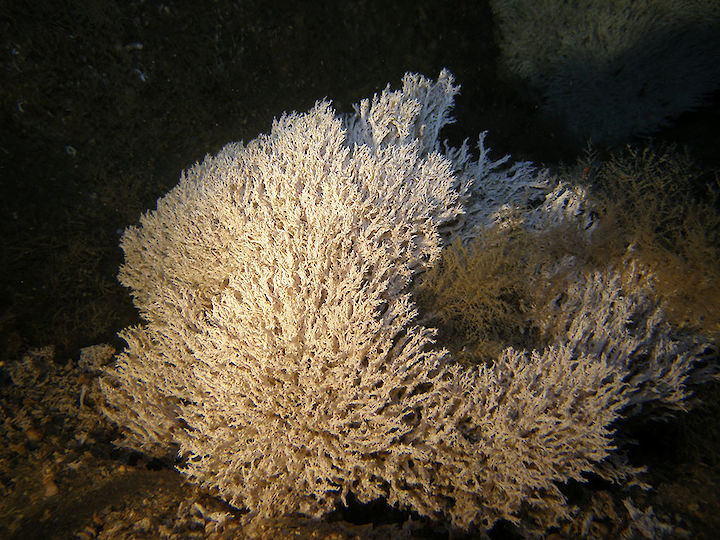 Salmacina spp.