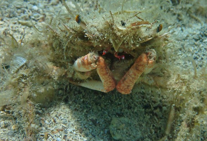 Maja crispata