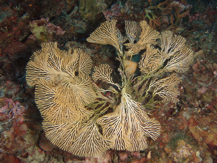 Hornera frondiculata