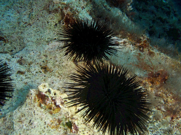 Arbacia lixula
