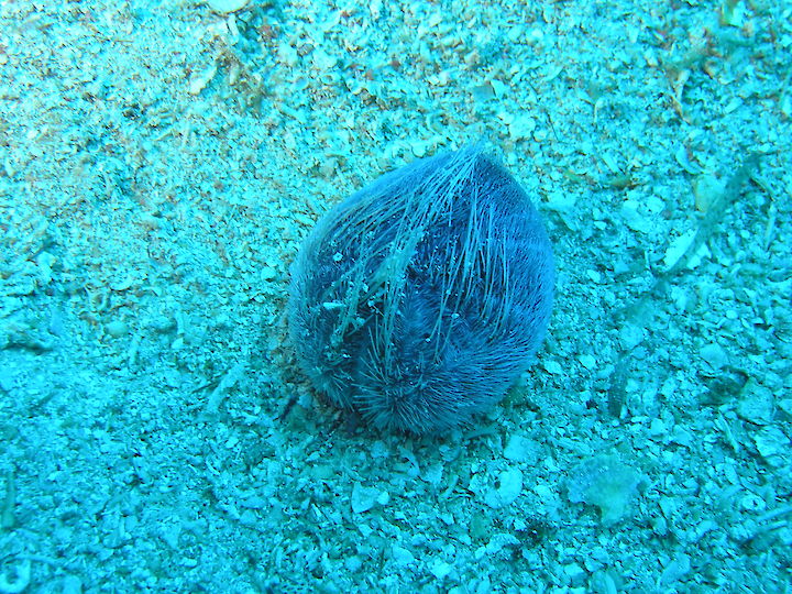 Spatangus purpureus