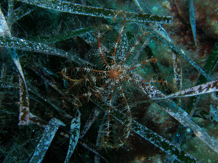 Antedon mediterranea