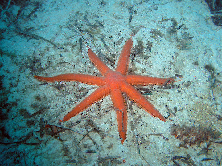 Luidia ciliaris