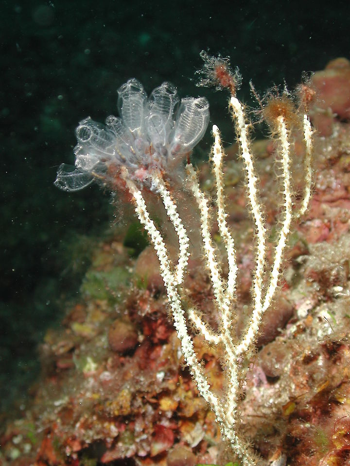 Clavelina spp.
