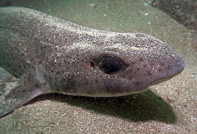 Scyliorhinus spp.