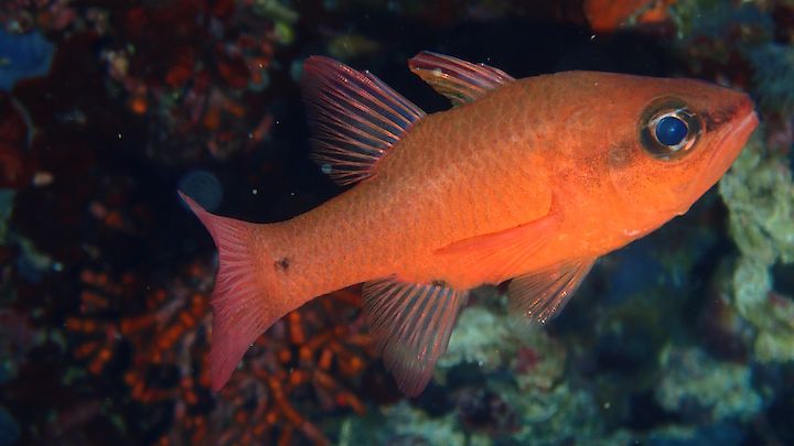 Apogon imberbis