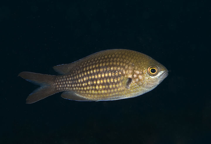 Chromis chromis