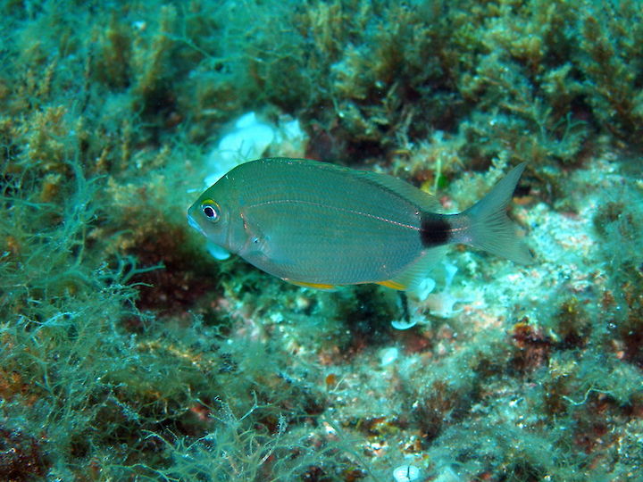 Diplodus annularis