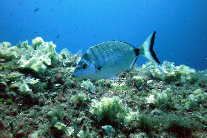 Diplodus puntazzo