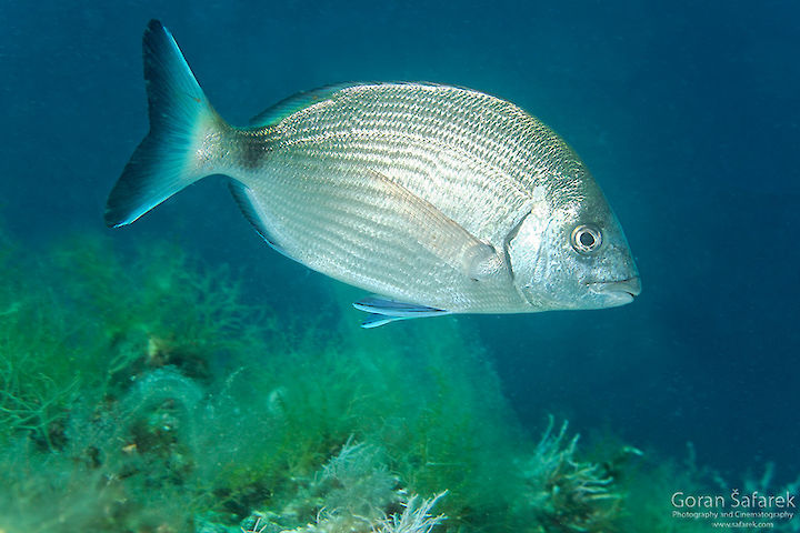 Diplodus sargus