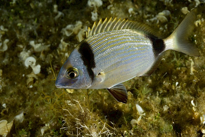 Diplodus vulgaris