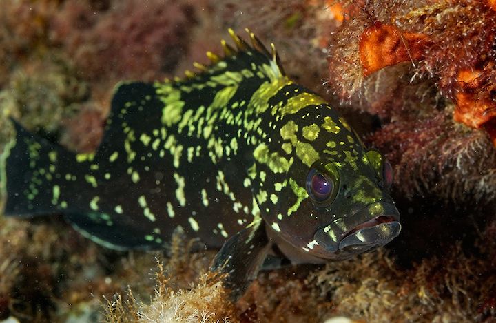 Epinephelus marginatus