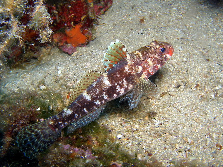Gobius cruentatus