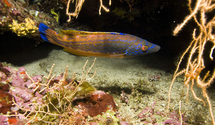 Labrus mixtus