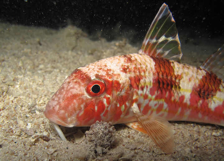 Mullus spp.