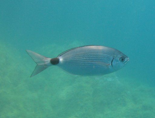 Oblada melanura