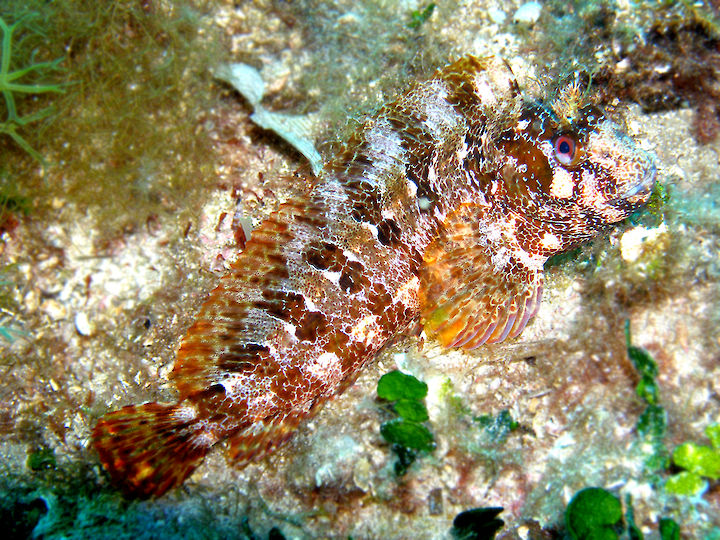 Parablennius gattorugine