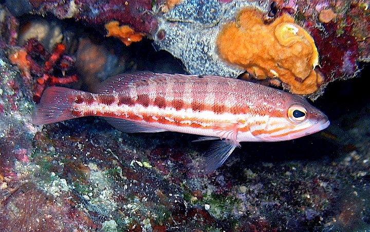 Serranus cabrilla