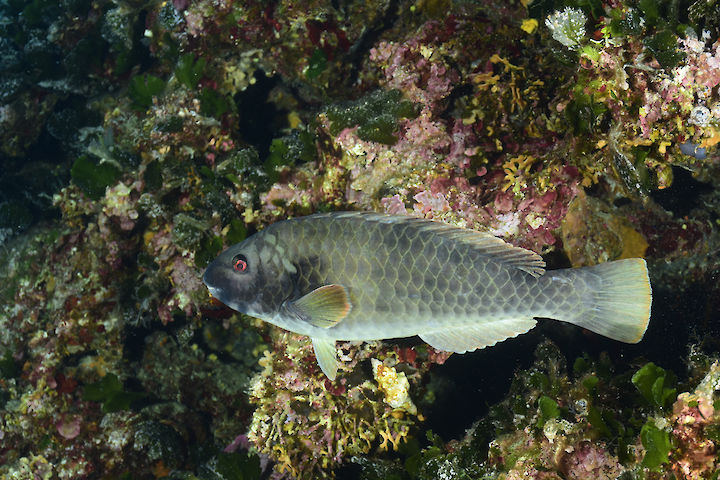 Sparisoma cretense