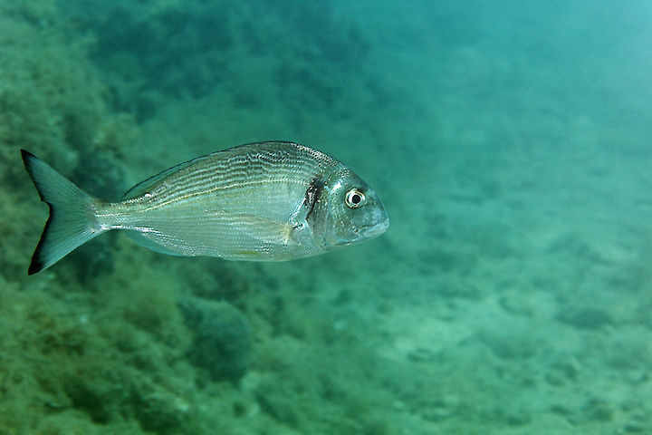 Sparus aurata