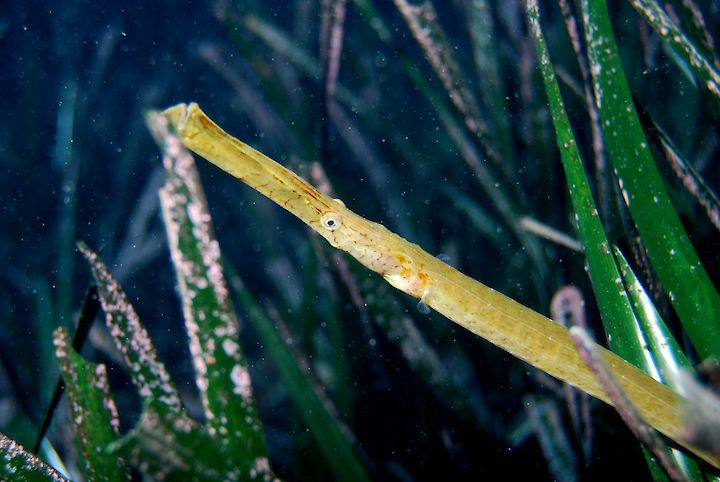 Sygnathus spp.